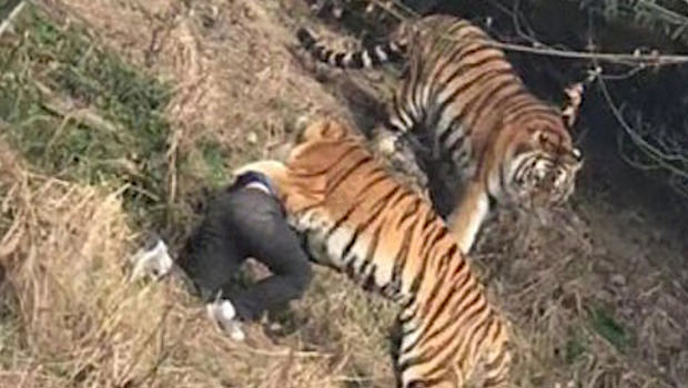 http://yzgeneration.com/wp-content/uploads/2017/01/Zoo-Ningbo-Tigre-Mort.jpg