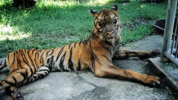 P tition pour la fermeture du zoo  de Surabaya  YZGeneration