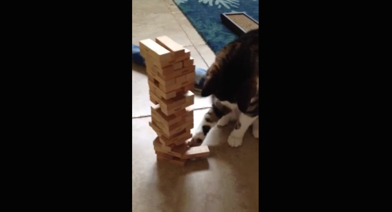 La vidéo du jour À la rencontre du Jenga Cat YZGeneration
