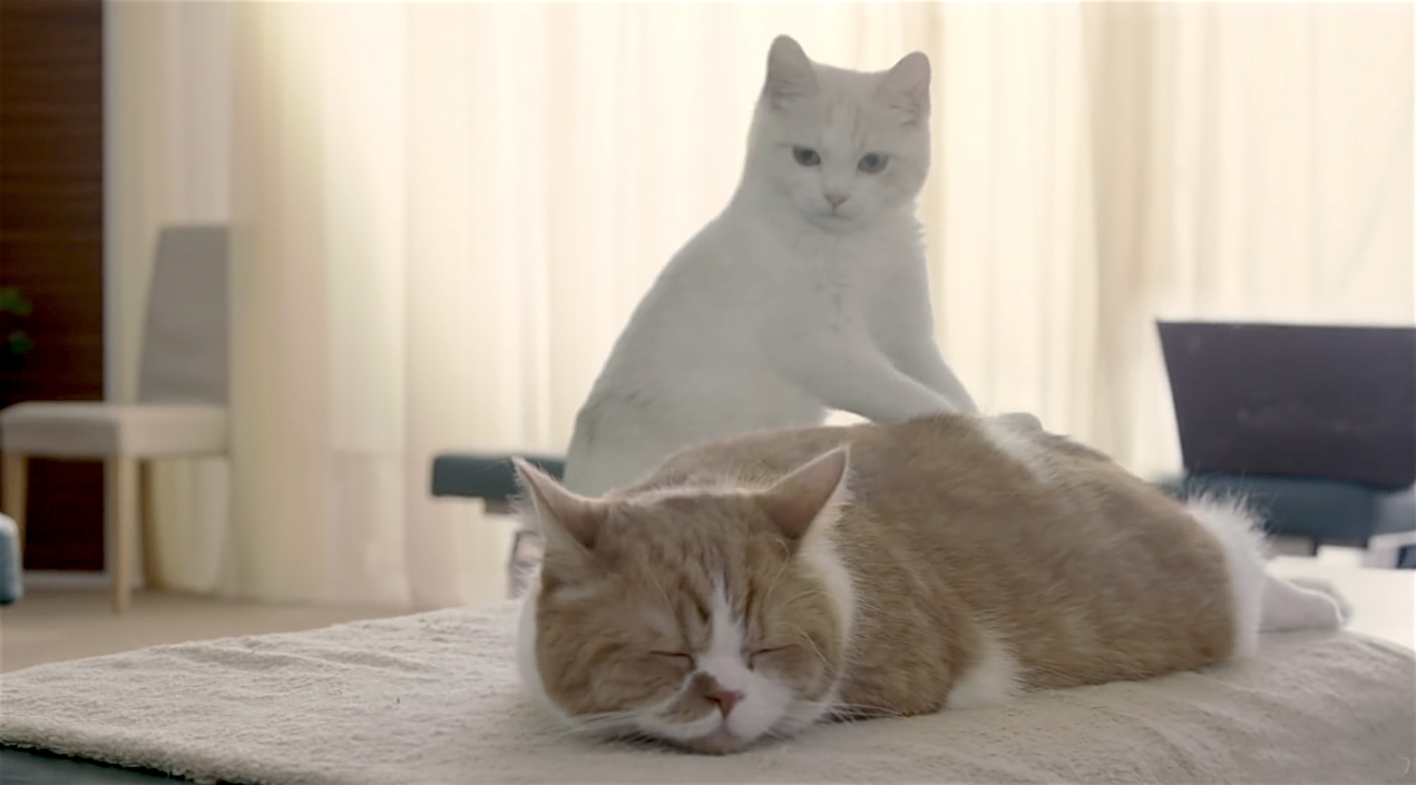 Кошка мнет хозяина. Кот массажирует. Котик делает массаж. Кошачий массаж. Кот массажист.