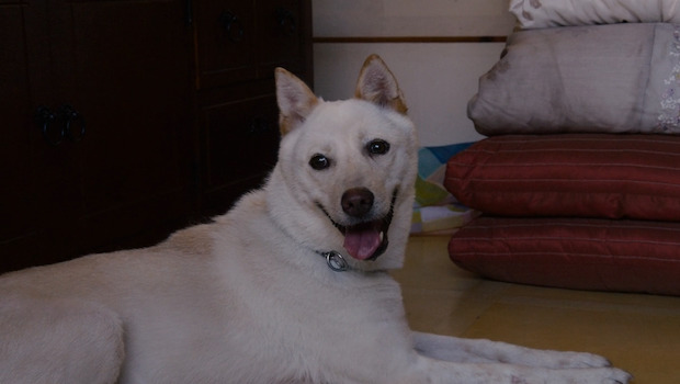 Sense8 Saison 2 Épisode 04 : Le Meilleur Ami de l’Homme